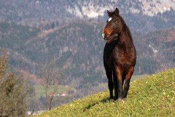 pferd