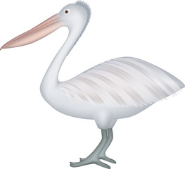 detailed illustration of a pelican bird