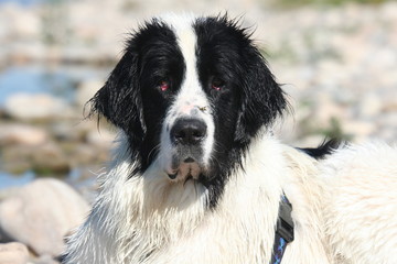 le chien apr&egrave;s une bonne baignade
