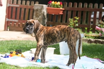 jeune chien sur son tapis de jeux