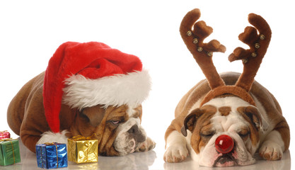 bulldogs dressed up as santa and rudolph - upset santa