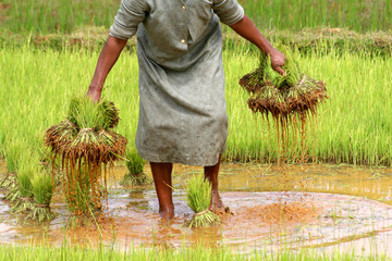 Reisfeld Madagaskar 08