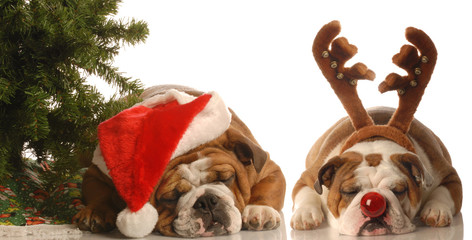 bulldog santa and bulldog rudolph under christmas tree