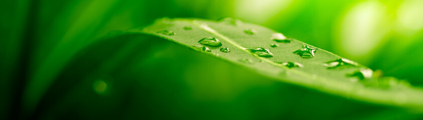 Panele Szklane Podświetlane  zielony liść, tło natury