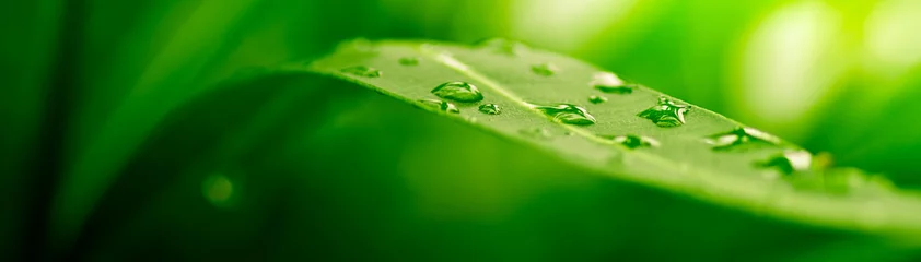 Foto op Plexiglas Lente groen blad, natuur achtergrond