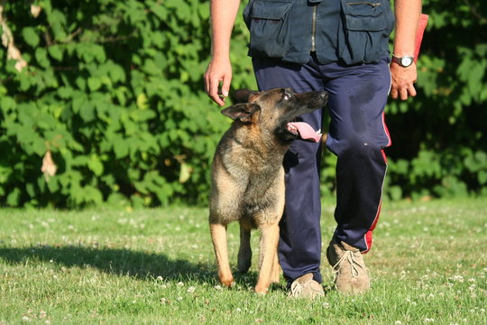 apprendre &agrave; son chien &agrave; marcher au pied