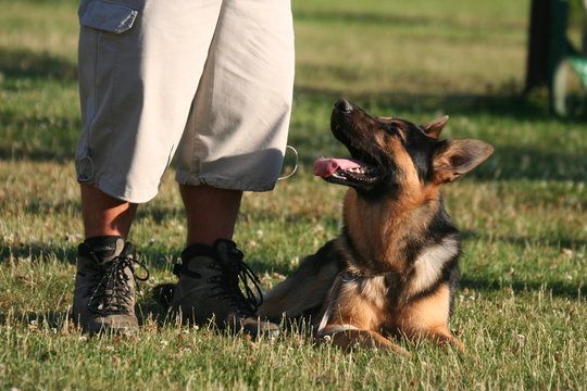 le chien couch&eacute; sage aux pieds de son maitre