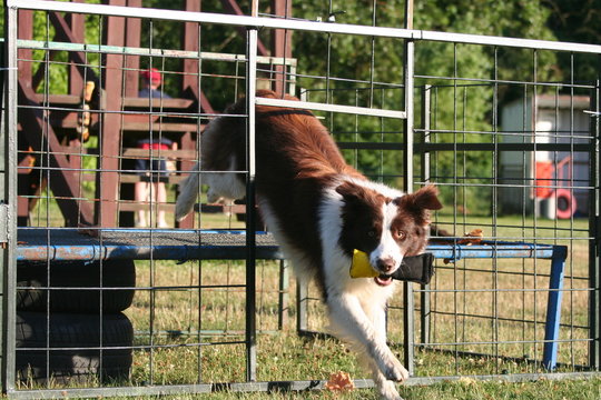 chien dans son aire de jeux