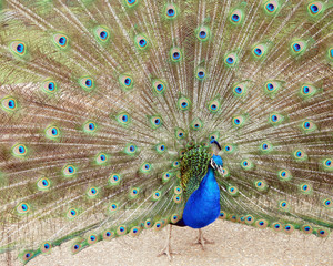 Naklejka premium Peacock.