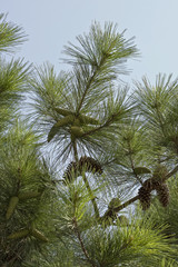 Obraz na płótnie Canvas Pine-tree (Pinus brutia): cones