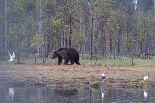 Orso della Carelia