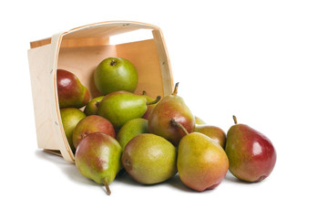 Fresh Seckel Pears spilling from a wood pint box