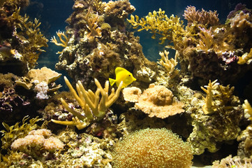 Naklejka na ściany i meble sea water aquarium with corals and fish