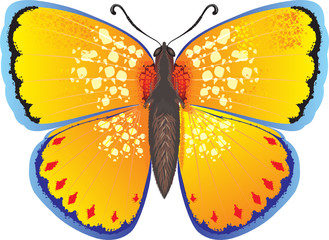 butterfly Yellow