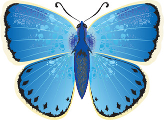 butterfly Blue