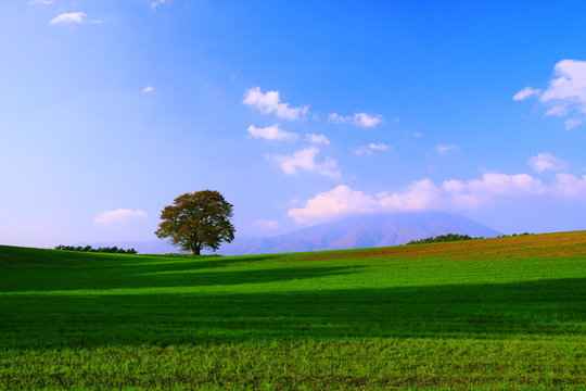 lonly tree