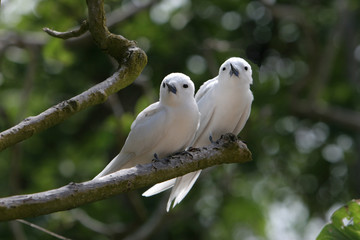 Amoureux