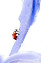 flower petal with ladybug