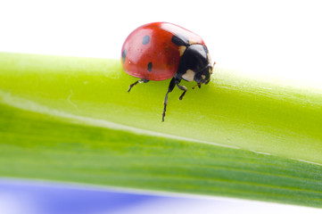 flower petal with ladybug