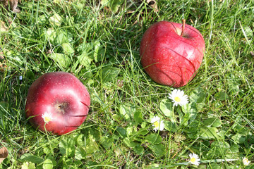 Äpfel am Boden