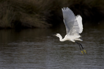 Aigrette Garzette en vol