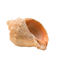 Seashell isolated on white.