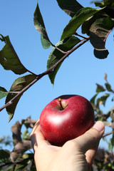 saftiger Bio-Apfel 2