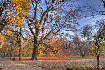 Autumn park