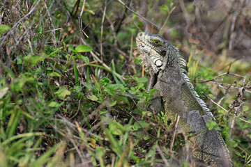 Mue d'un iguane vert