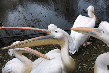 The white pelicans on the lakeside in summer
