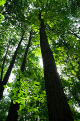 Fototapeta premium A sunny day in green forest with high trees