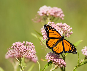 A colorful butterfly visits a flower