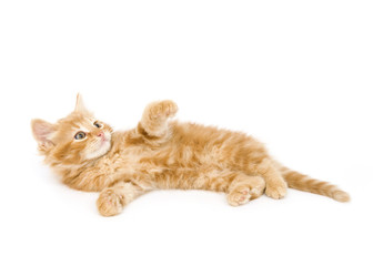 A yellow kitten plays while on its back on a white background