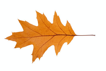 dry oak leaf, photo on the white background