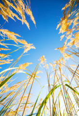 High grass on blue sky background. View from the ground.