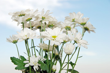 bunch of daisies with a sky background
