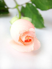 Beautiful rose blossom on white background
