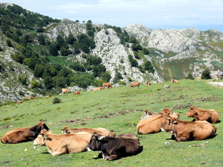 Fototapeta premium Picos de Europa 05 2009
