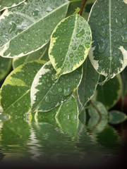 ficus panaché
