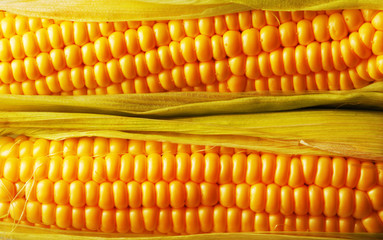 Freshly harvested corn, close up.