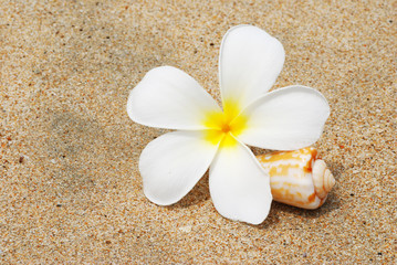 Fototapeta na wymiar Shell & flower on a beach sand
