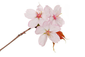 Naklejka premium Sakura spring blossoms over white