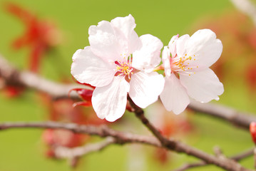 Sakura spring blossoms, shallow DOF