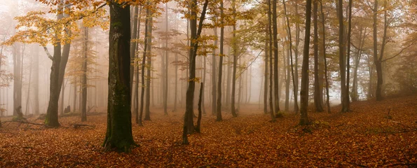 Foto op Plexiglas Een afbeelding van gouden bomen in een mistig bos © Mykola Velychko