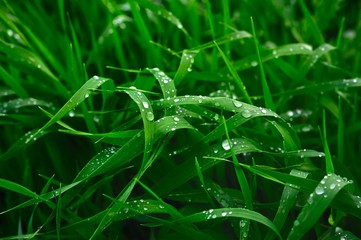 Green grass with drops of water after a rain - 10374388