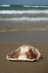 A ray fish on the beach