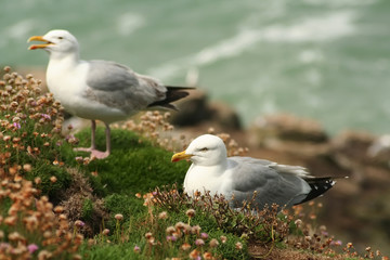two seagulls on a cliff with moss and vegetation