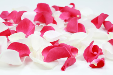 White and pink rose petals on white paper