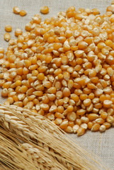 Granos de maiz seleccionados.