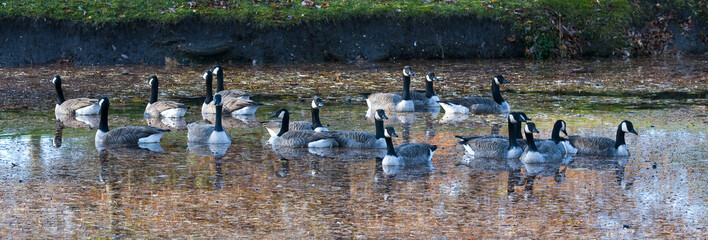 canards  panoramique d'automne